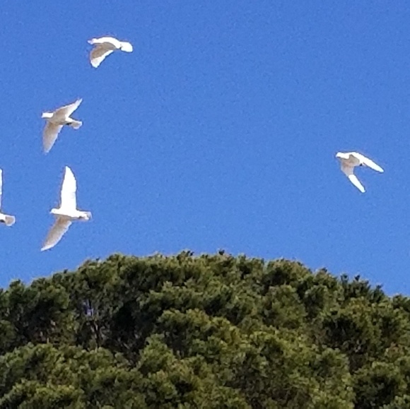 Meet your Posher, F - Picture 1 of 1